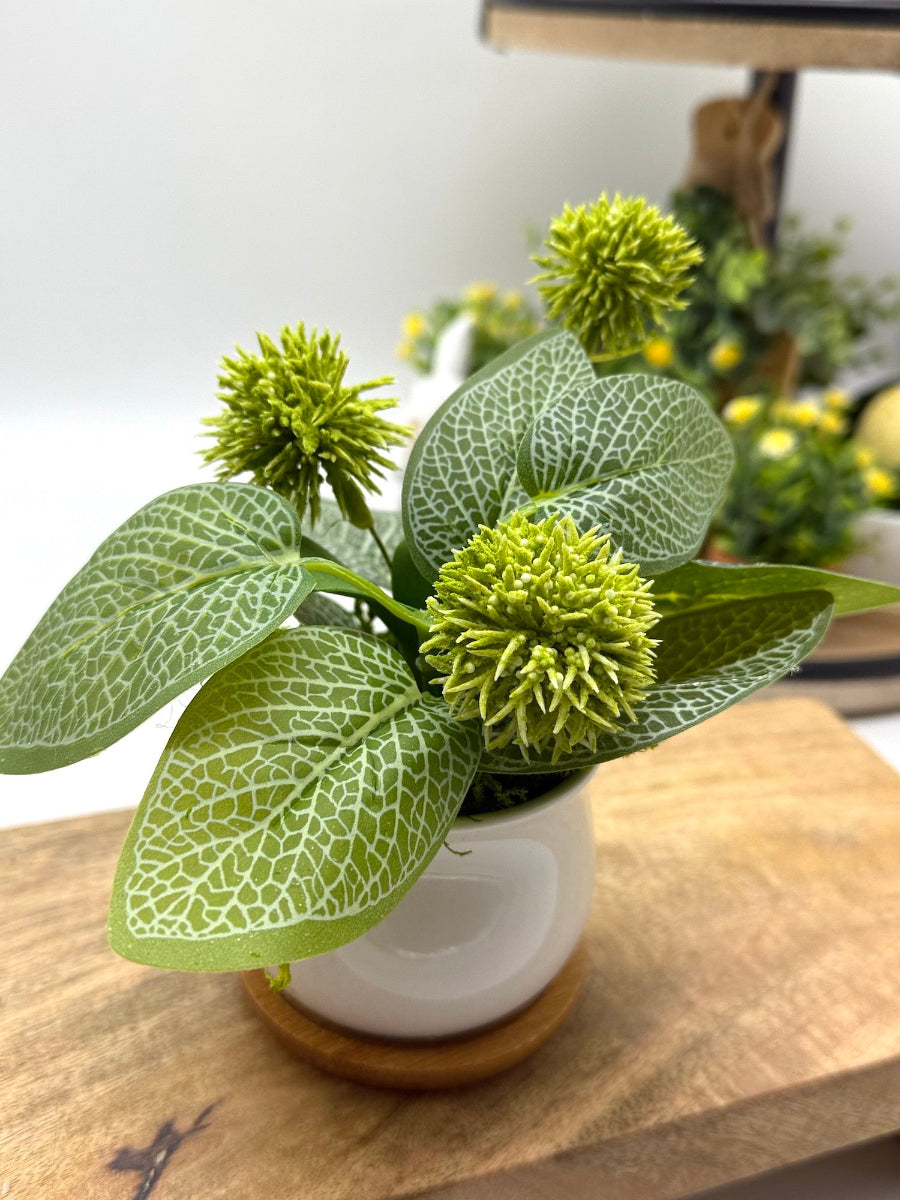 green unique blooming plant in round ceramic pot