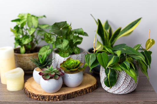 Greenery without the Hassle: Embrace Faux Plants for Effortless Elegance