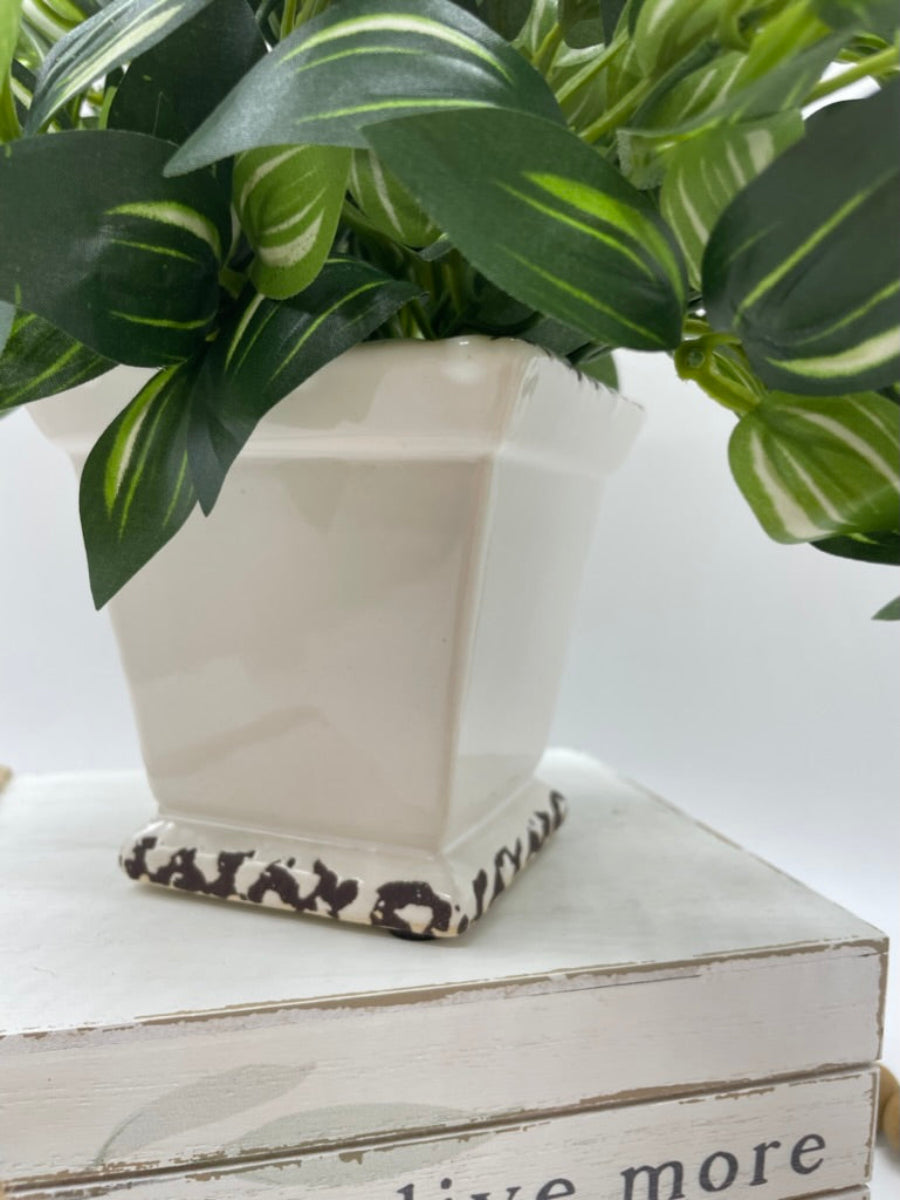 close up for white Ceramic Square Pot with  Elegant Silk Plant  with green leaves and white stripes