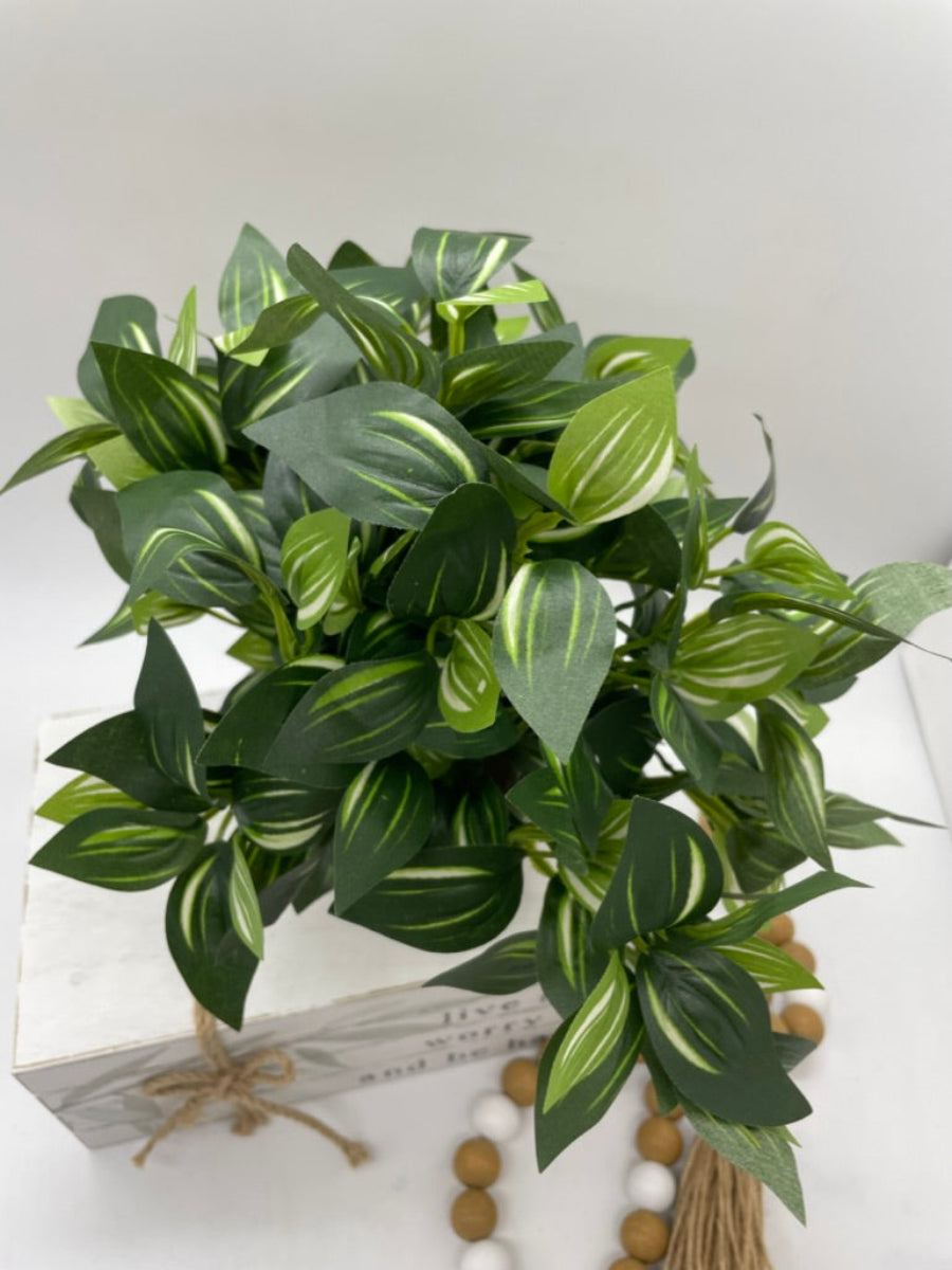 close up and view from top for Realistic Plant with vivid green leaves and white stripes  in Ceramic Square Pot