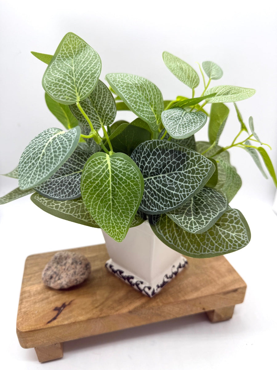 Potted plant with variegated leaves in white ceramic square pot vase