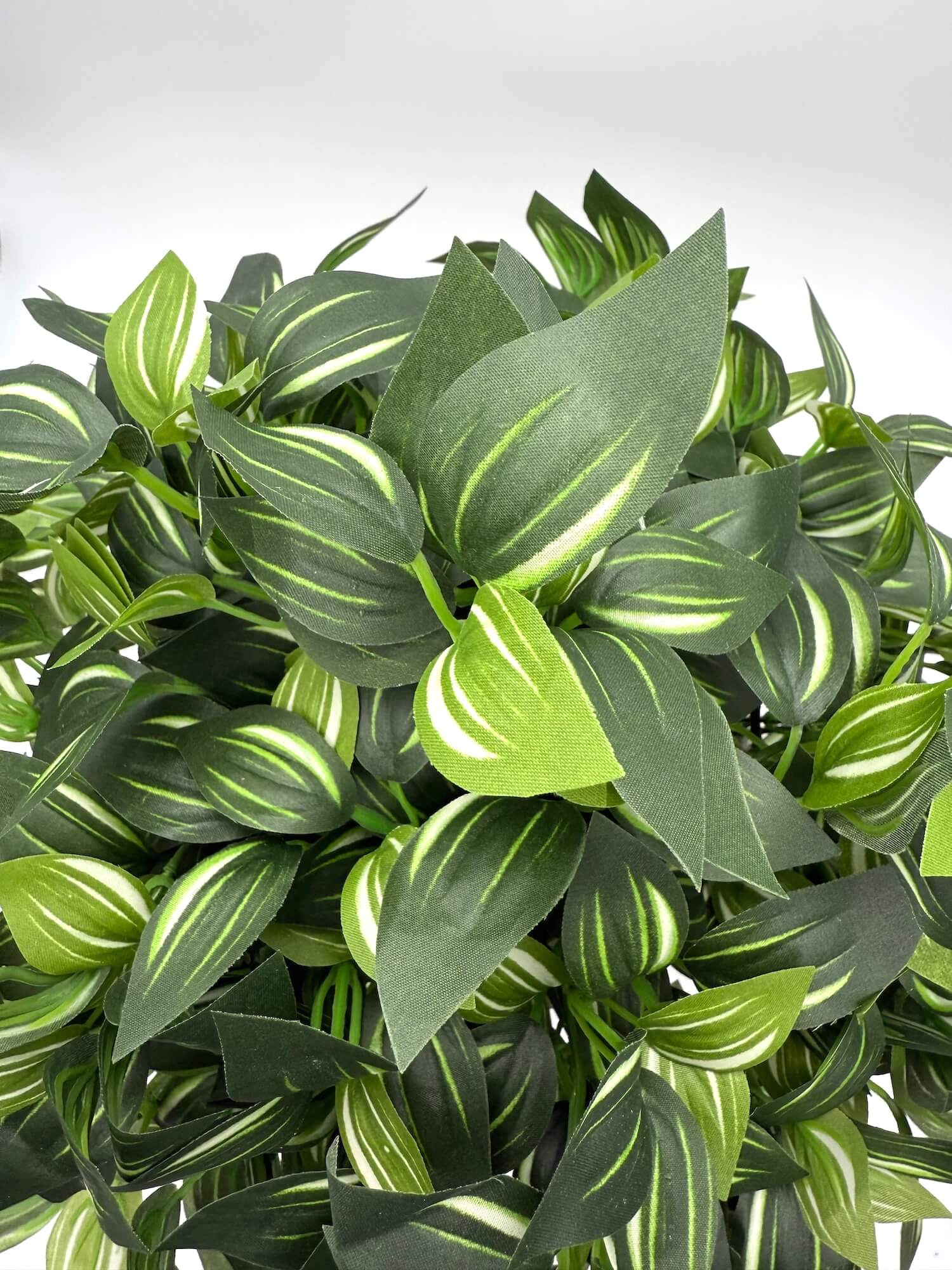 Close-up of a green leafy plant with white stripes
