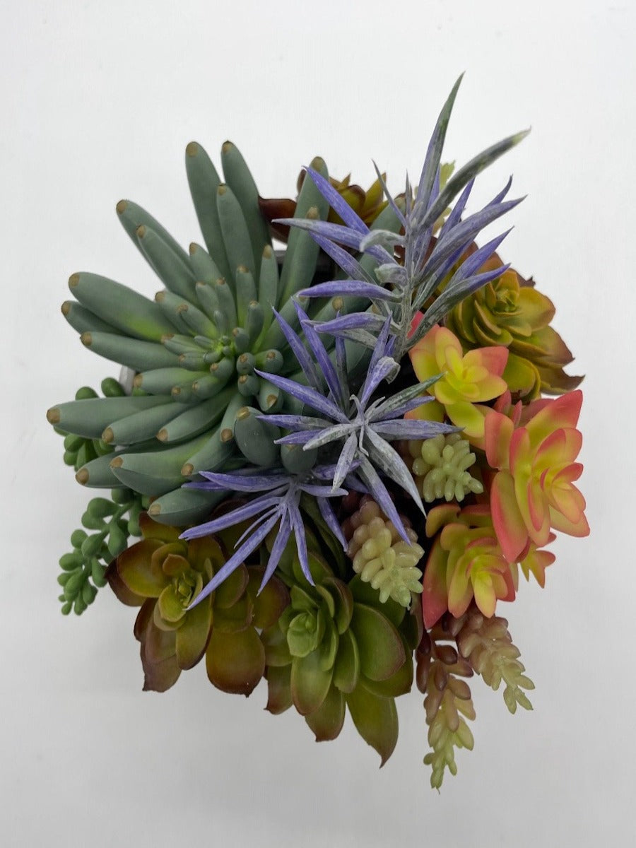 Exotic Succulents, Elegant Succulent Centerpiece, Unique Succulents Arrangement in Ceramic Pot