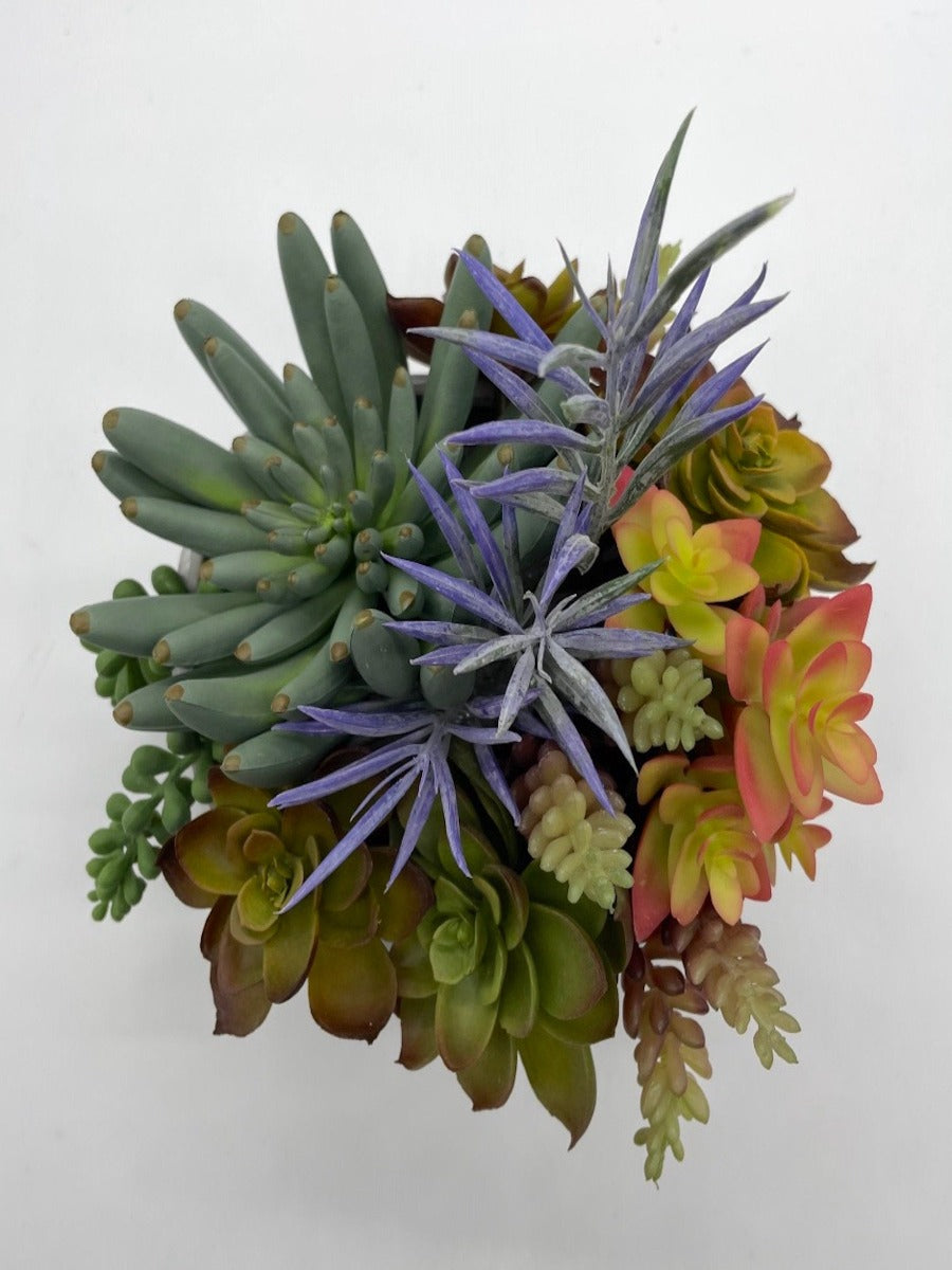 view from top of Exotic Succulents, Elegant Succulent Centerpiece, Unique Succulents Arrangement in Ceramic Pot
