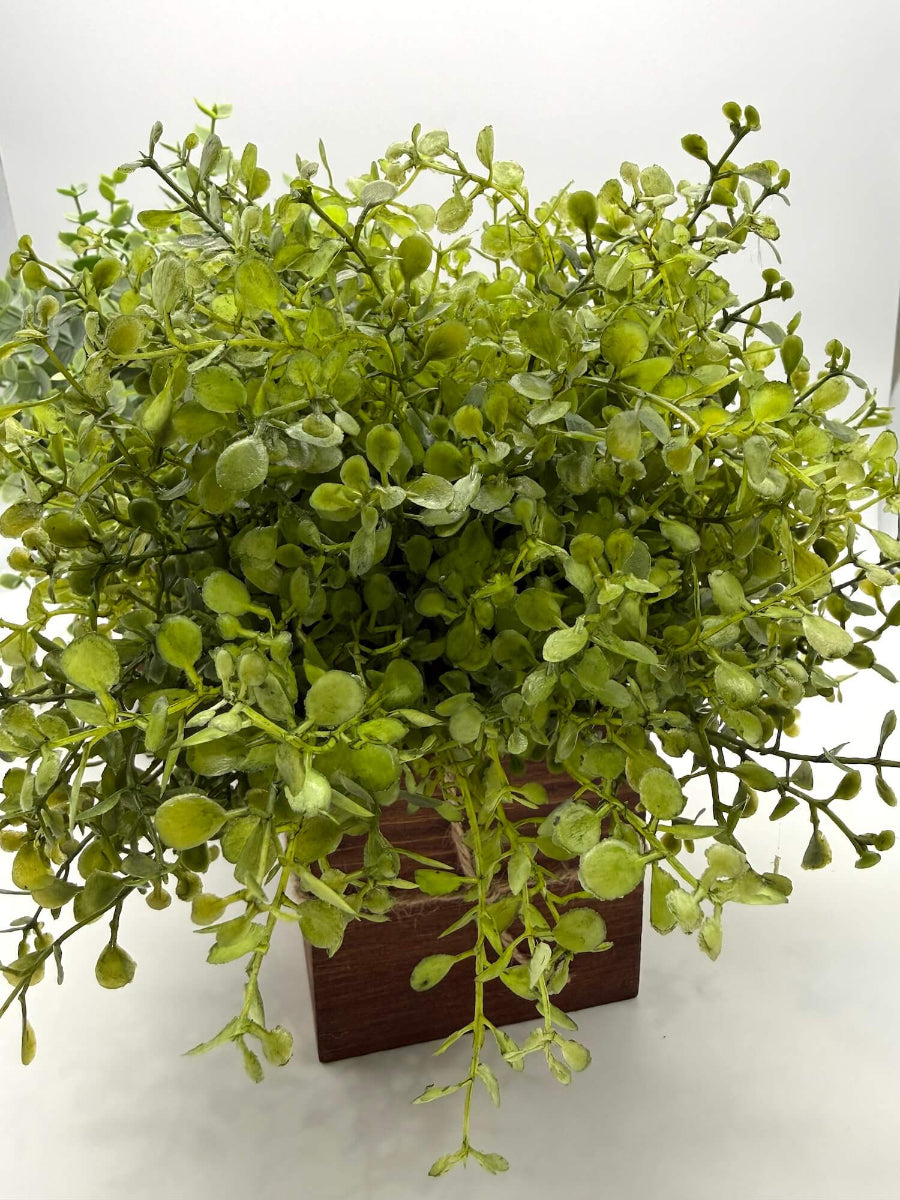 close up of vivid greenery in wooden planter square vase decorated with jute