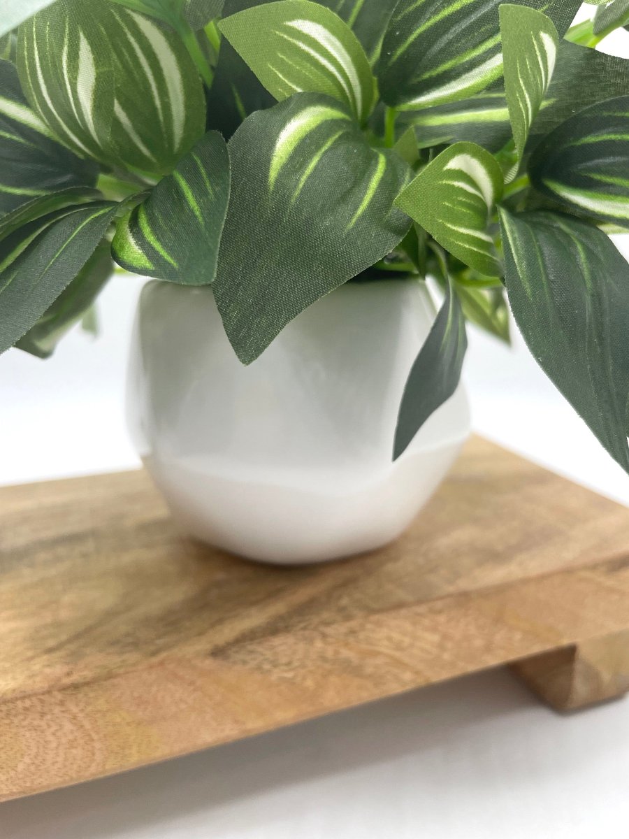 close up for white ceramic pot of geometric shape and  green leaves with white stripes
