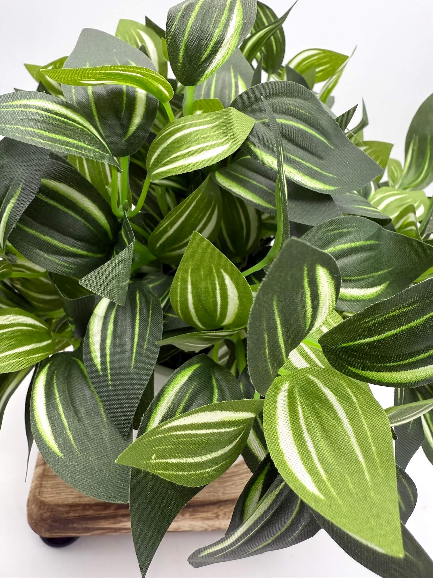 close up for silk plant vivid green leaves with white stripes