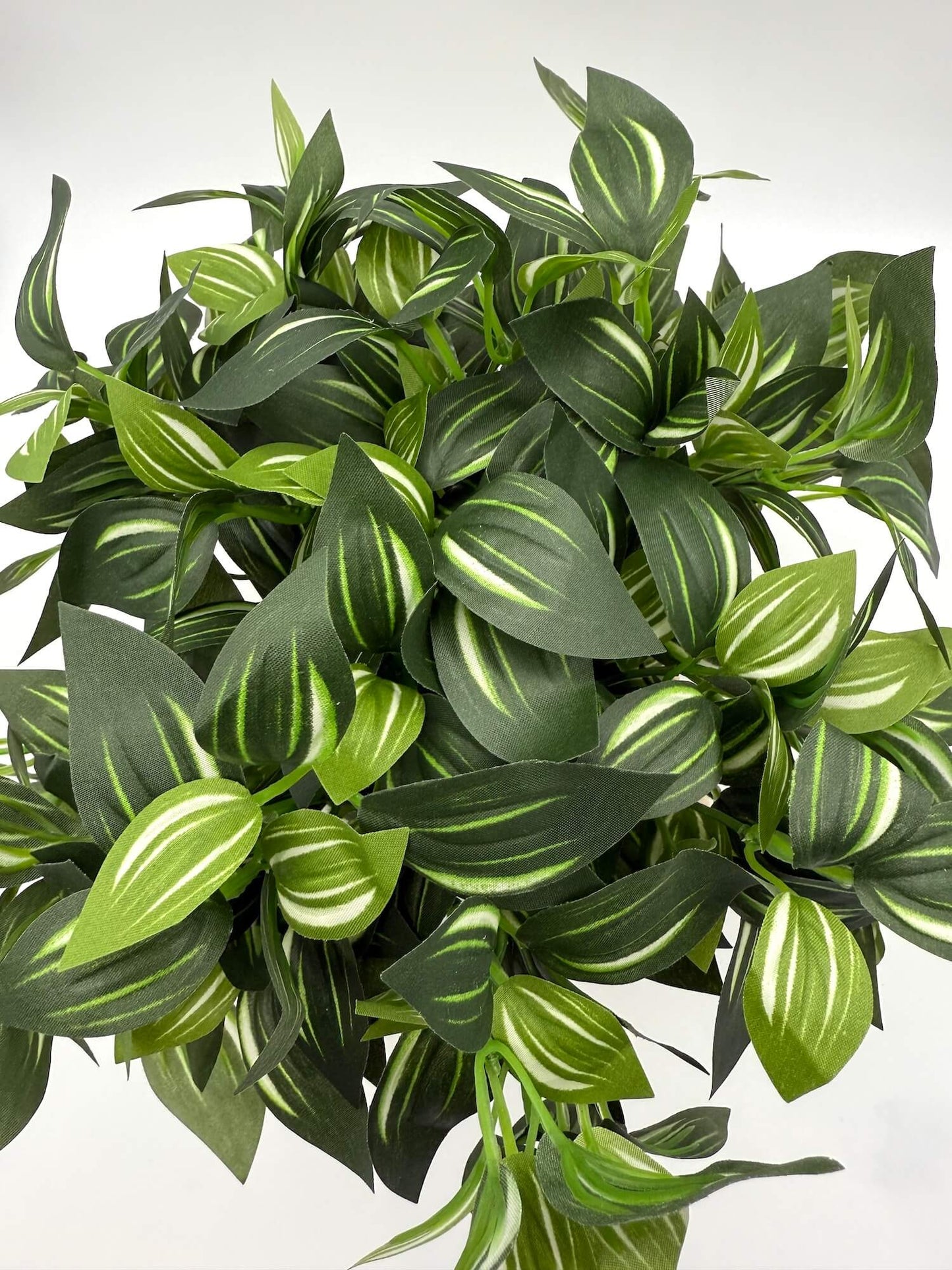 vivid green leaves with white stripes plant 