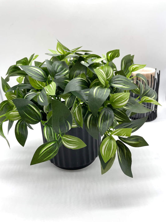 Silk faux Plant with green leaves and white stripes in Black Ceramic textured Pot