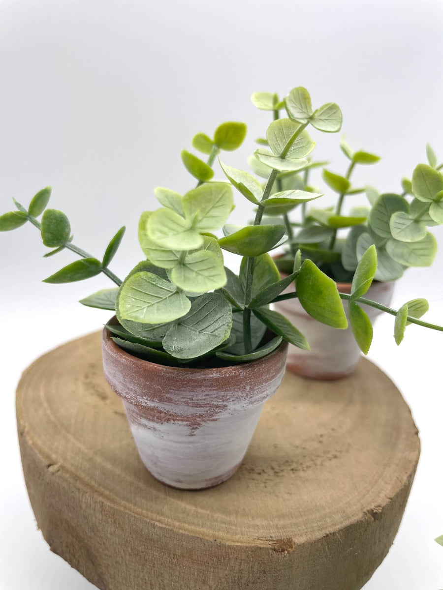 Mini Eucalyptus in clay pots touched with white paint set of 3 Tiered Tray Decor