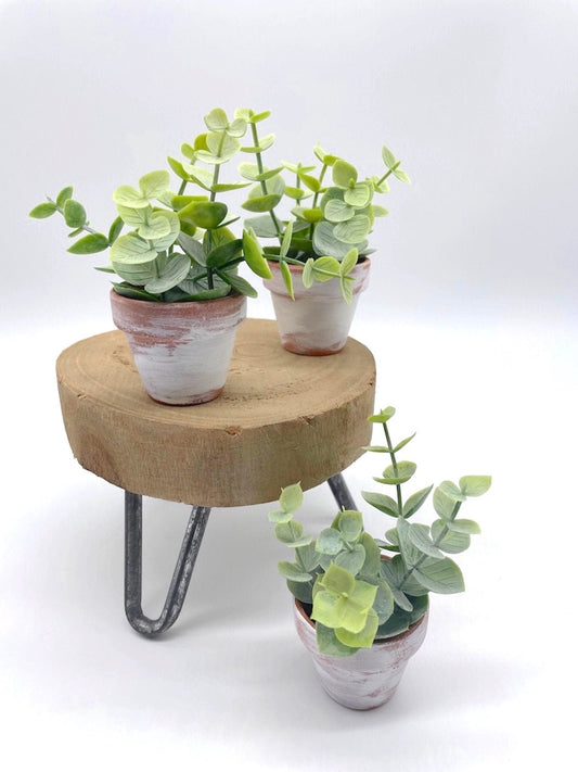 Mini Eucalyptus in clay pots touched with white paint set of 3 Tiered Tray Decor