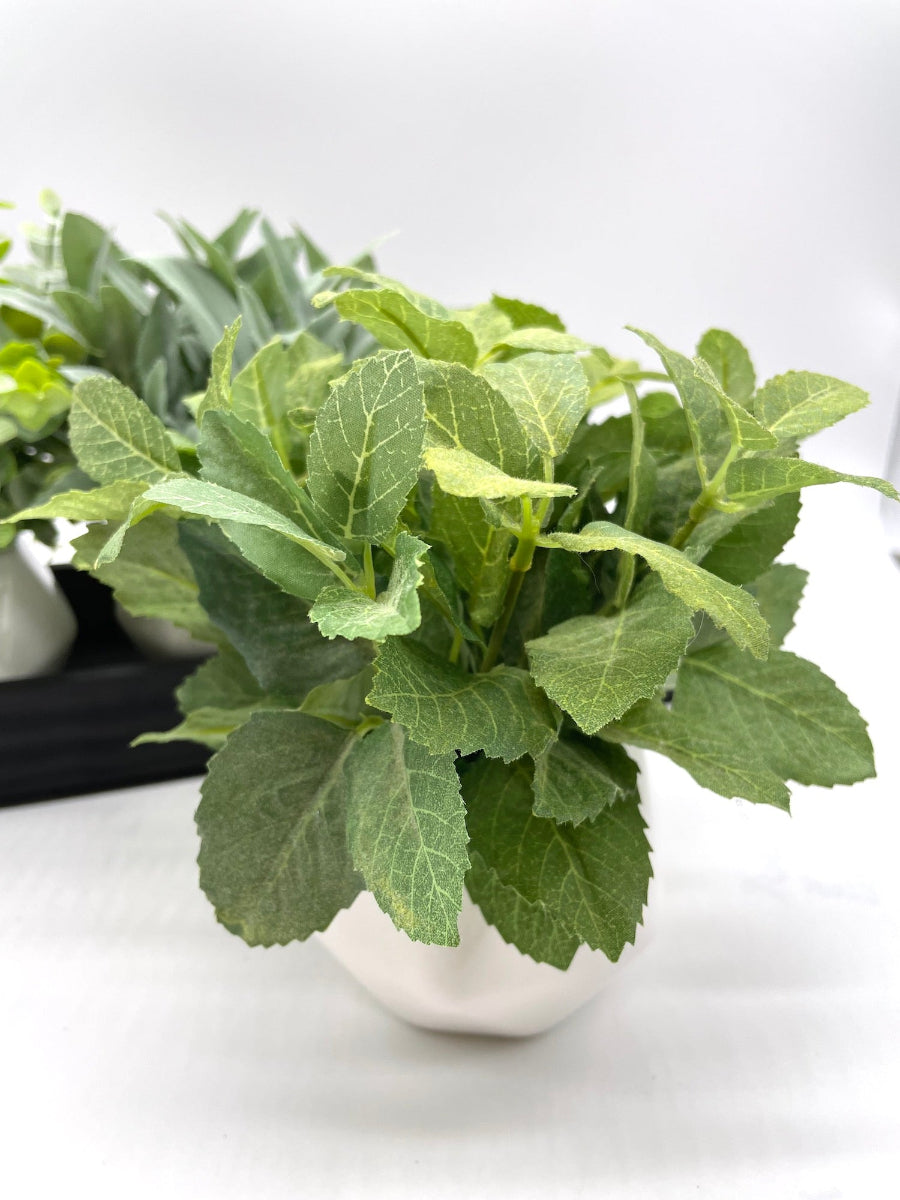 mint eucalyptus arrangement trio herb arrangement in ceramic vases on wooden tray