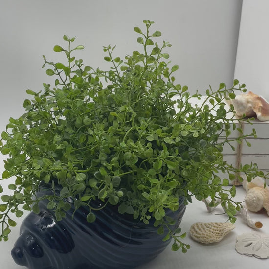 video for Ceramic Sea Shell Vase with Fake Plants, Beach Themed Greenery Decor, by AllSeasonsHouseDecor