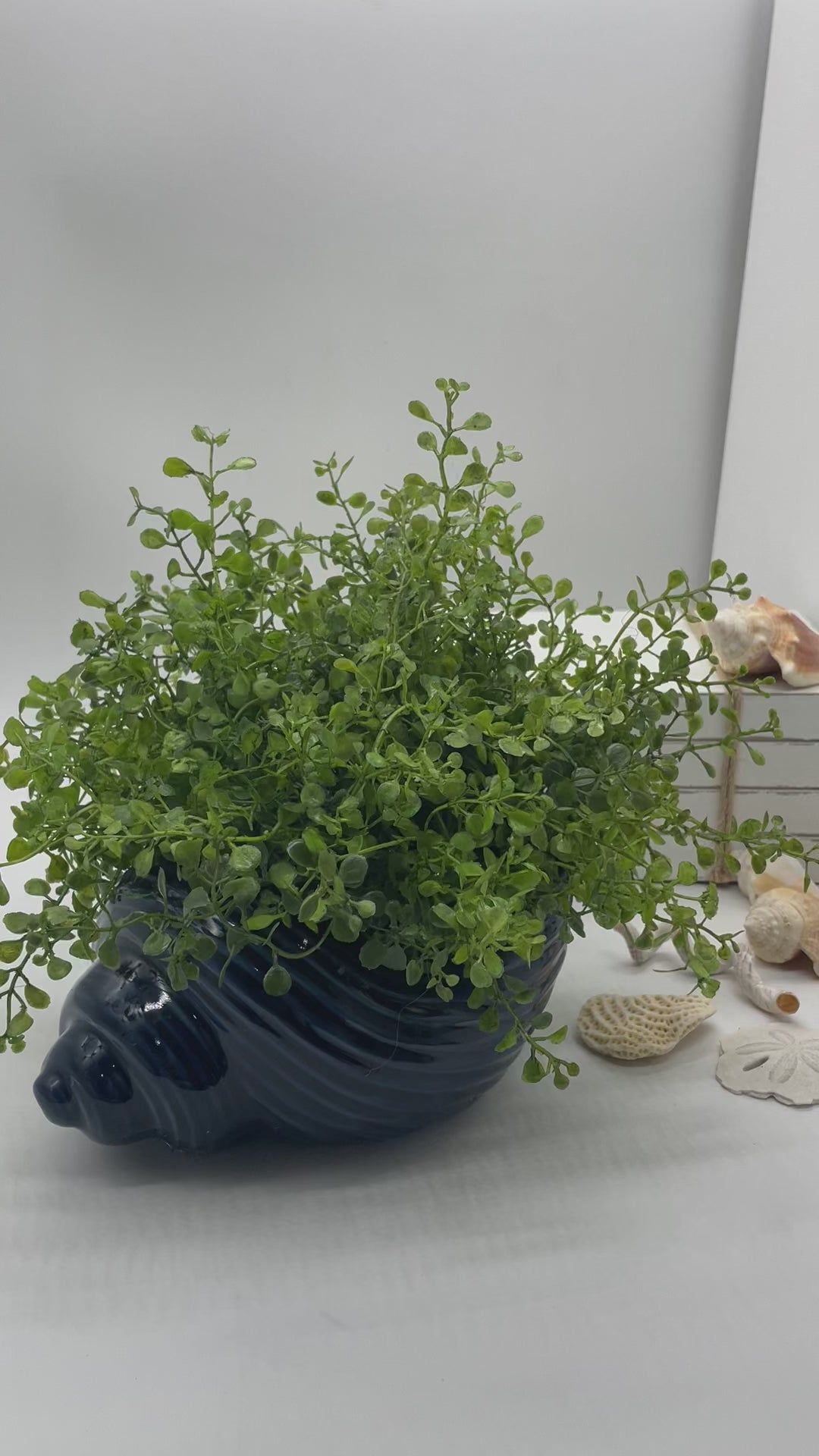 video for Ceramic Sea Shell Vase with Fake Plants, Beach Themed Greenery Decor, by AllSeasonsHouseDecor