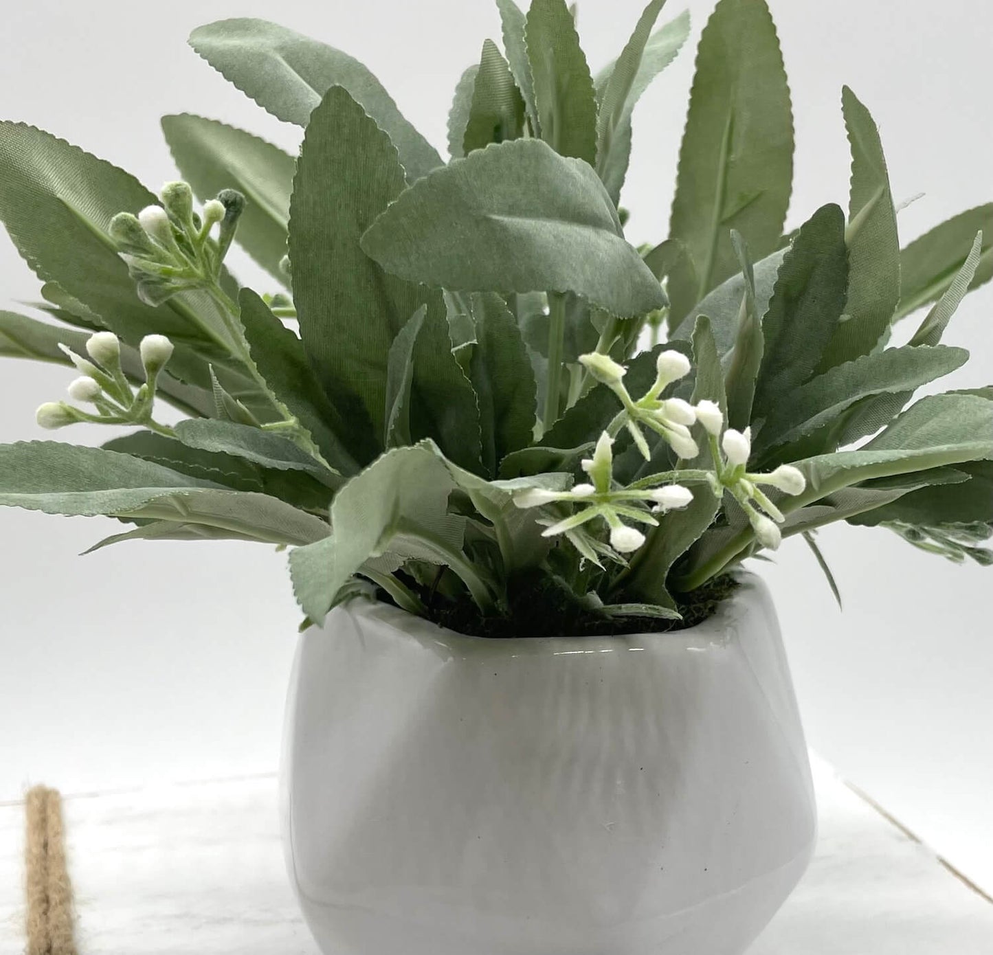 close up for realistic Sage Plant with delicate white flowers in Small white ceramic Geometric Pot
