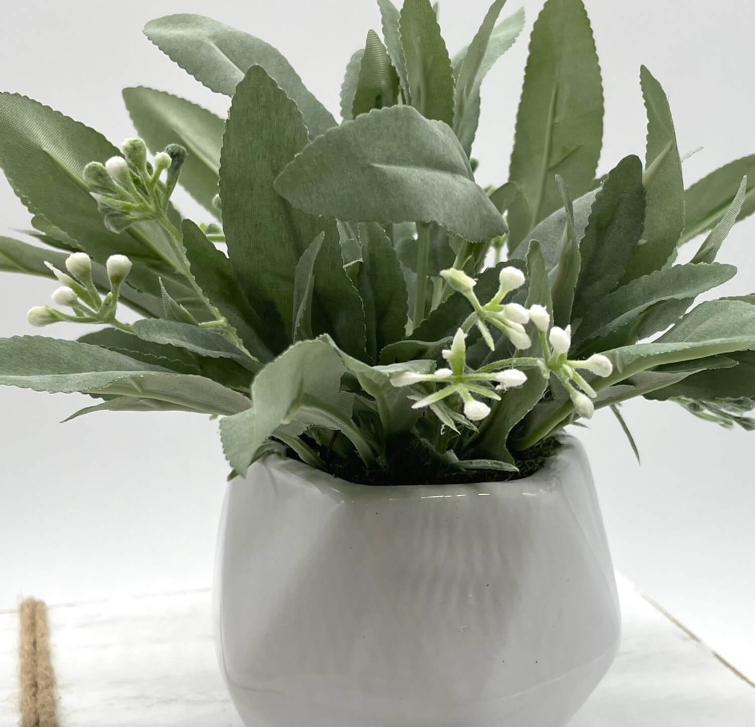 close up for realistic Sage Plant with delicate white flowers in Small white ceramic Geometric Pot