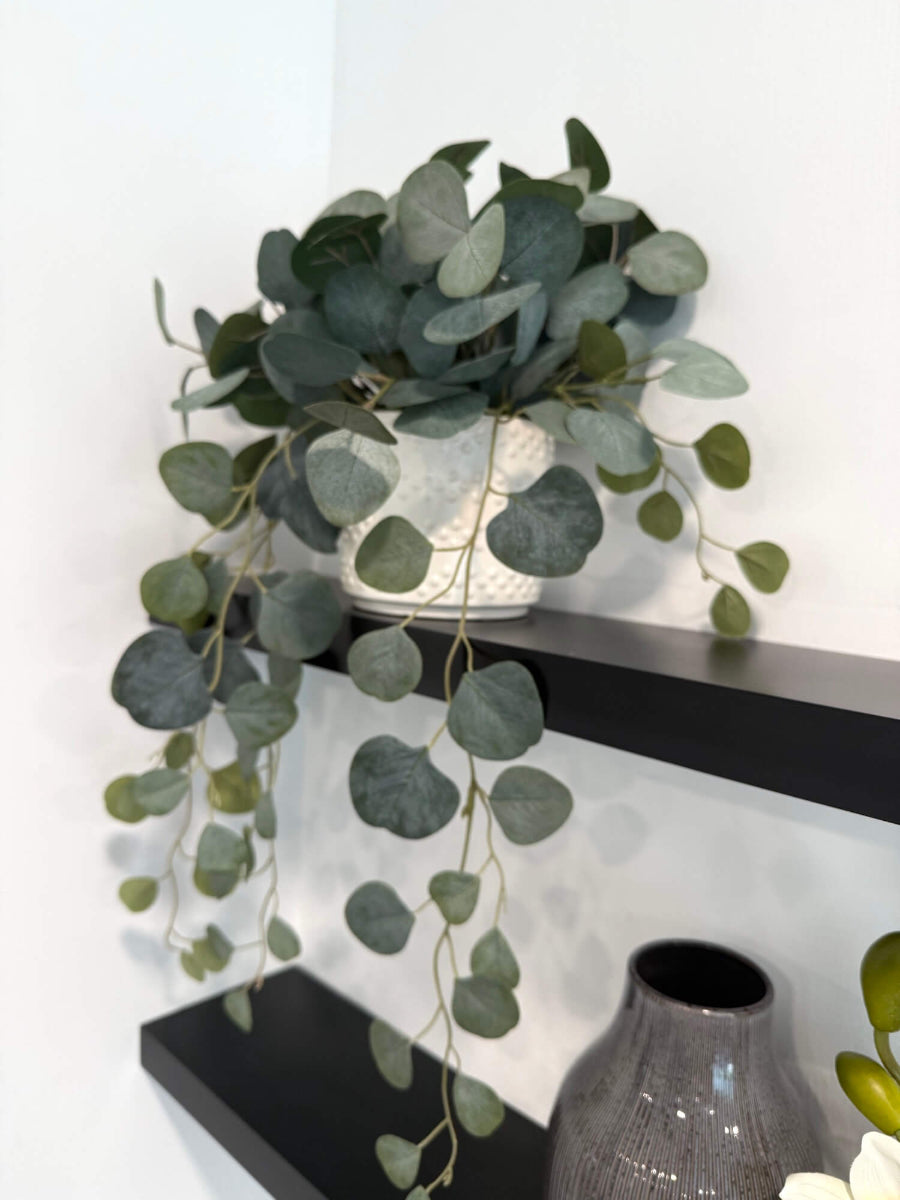 realistic looking silver dollar eucalyptus trailing in white textured ceramic pot