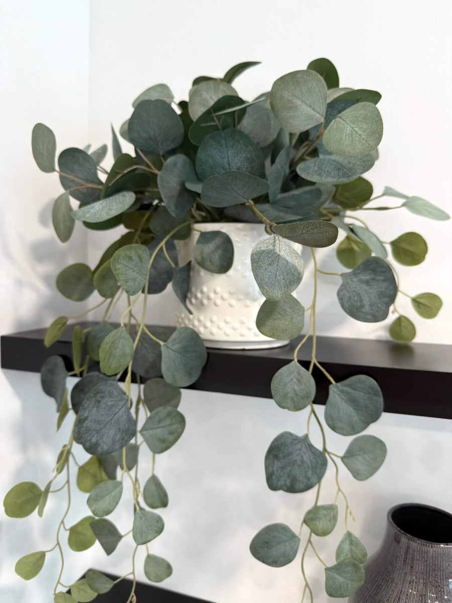 realistic looking silver dollar eucalyptus trailing in white textured ceramic pot