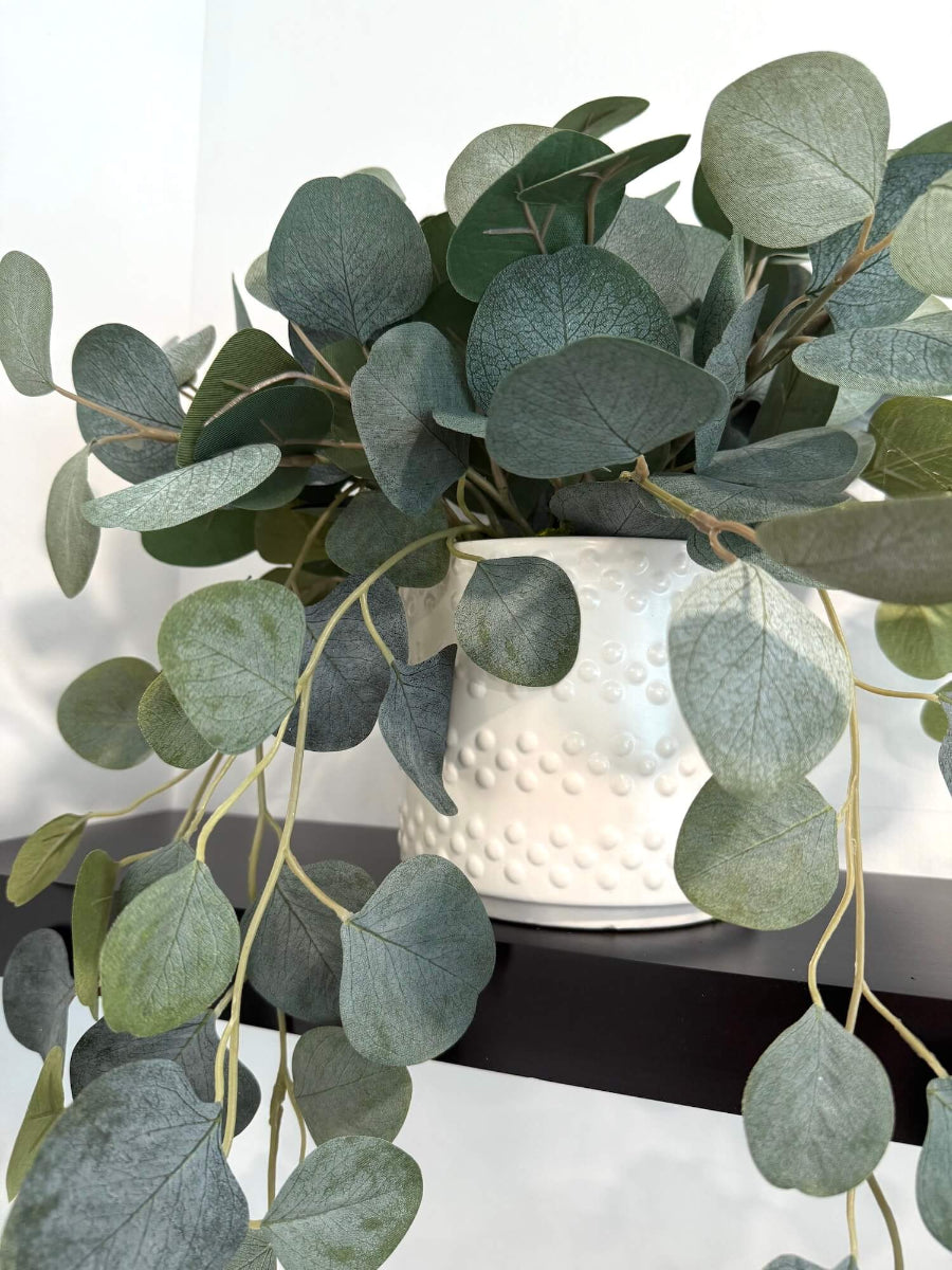 realistic looking silver dollar eucalyptus trailing in white textured ceramic pot
