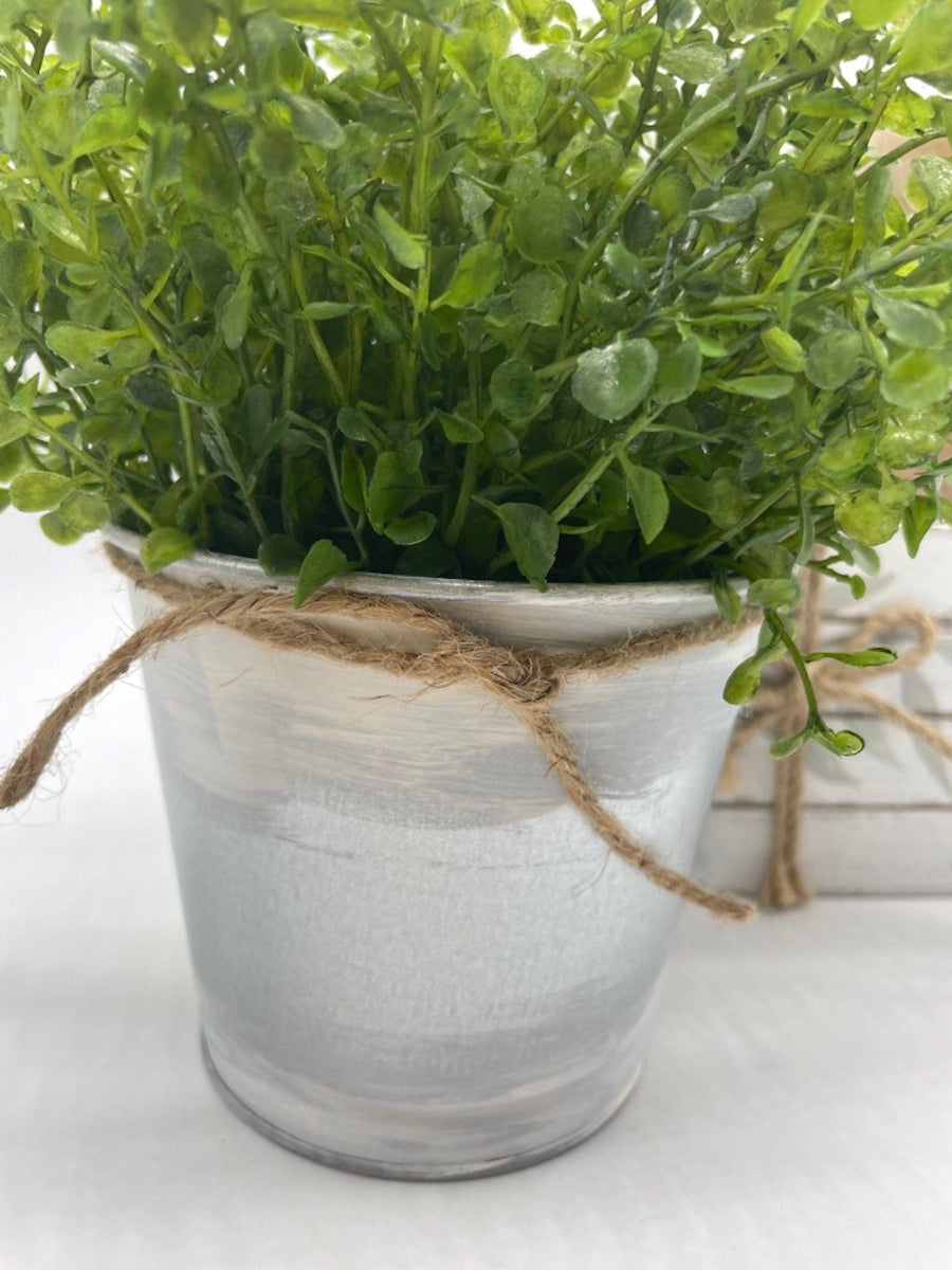 close up for vivid green realistic greenery in metal galvanized pot touched with white paint and decorated with jute