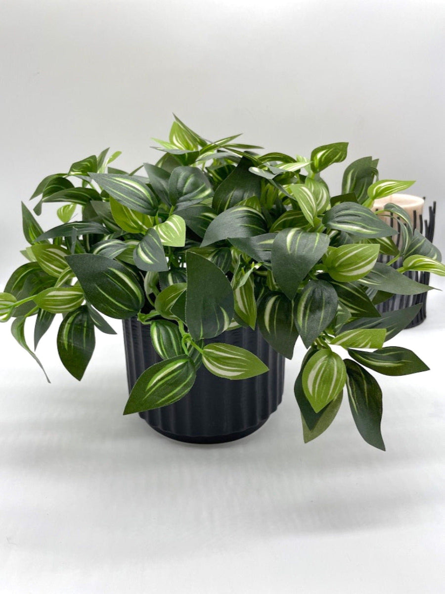 Silk faux Plant with green leaves and white stripes in Black Ceramic textured Pot