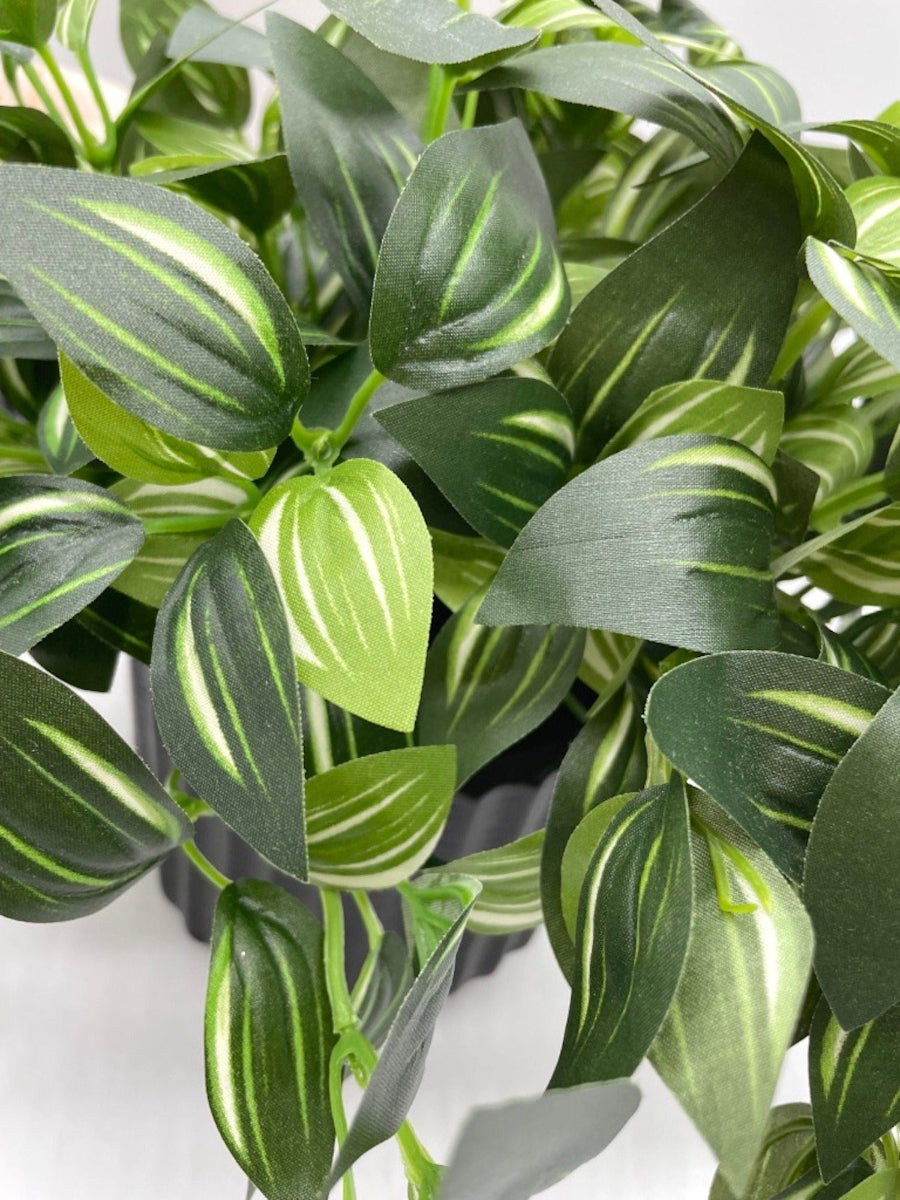 close up for Silk faux Plant with green leaves and white stripes in Black Ceramic textured Pot